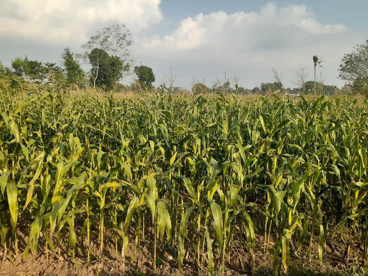 jagung.jpg