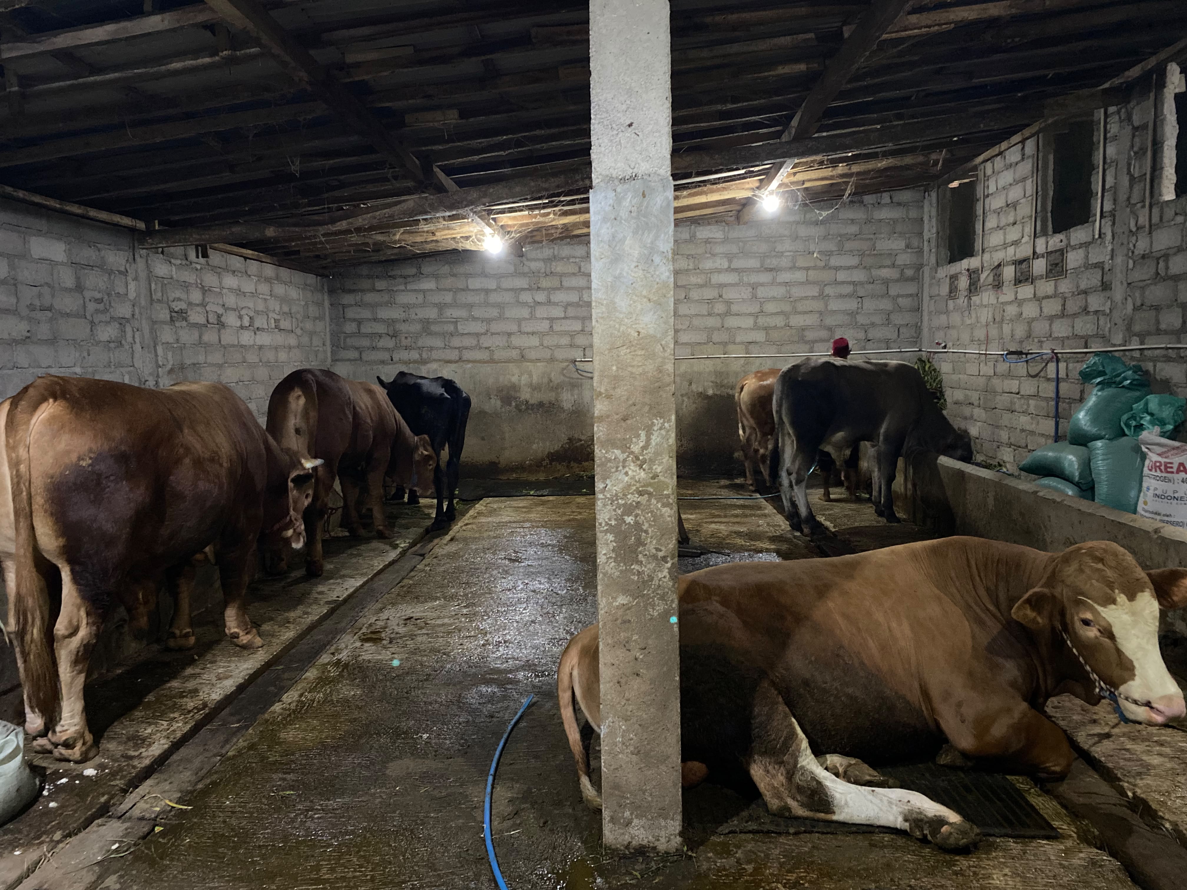 sapi.jpg