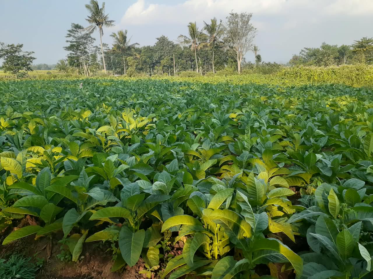 tembakau.jpg